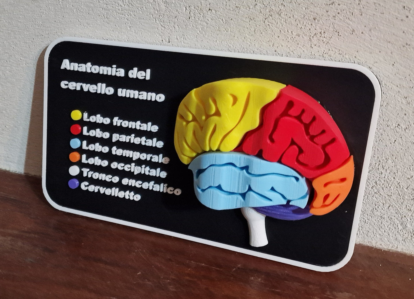 Quadretto anatomico 3D