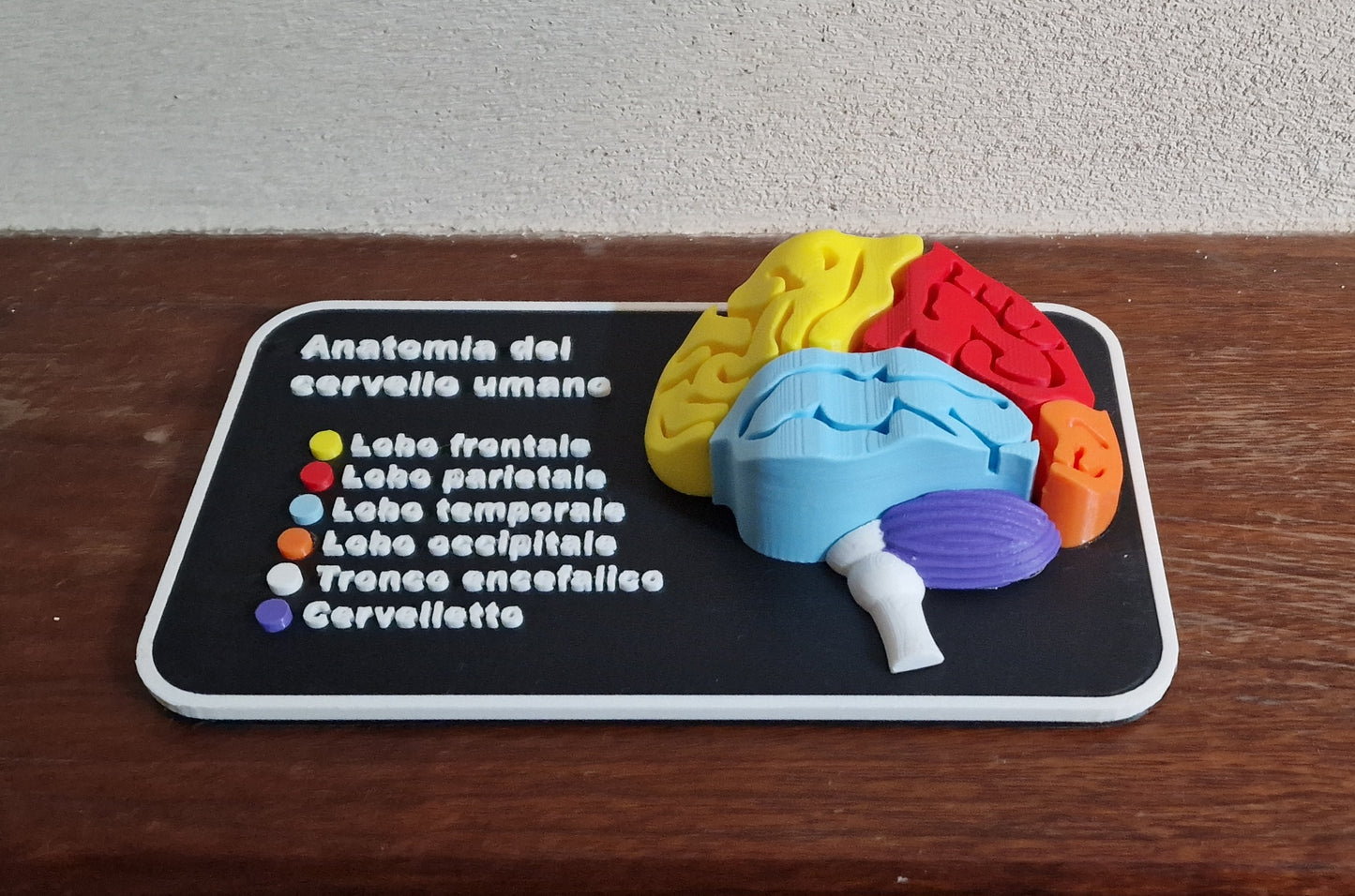 Quadretto anatomico 3D