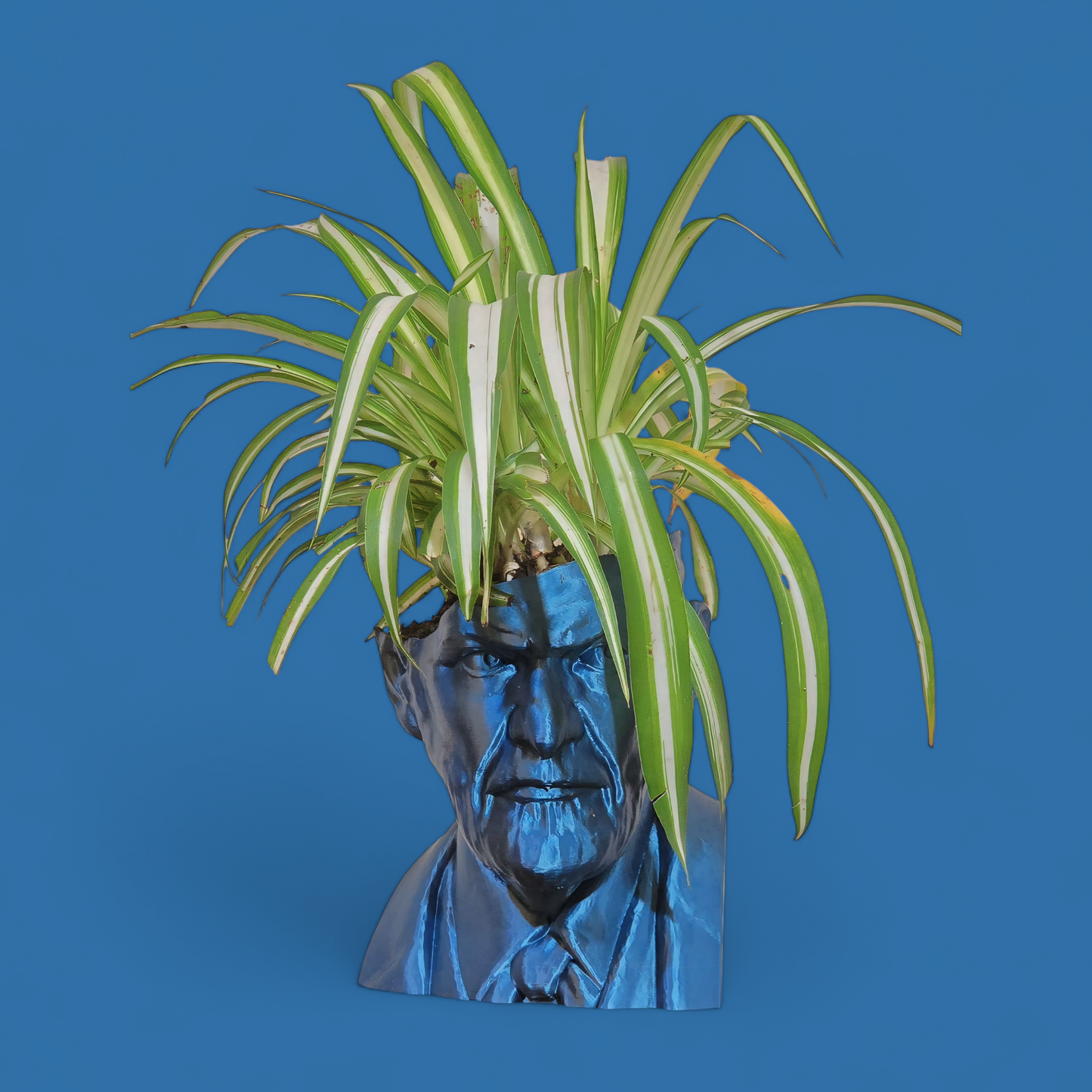 Freud Bloom